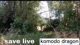 save live komodo dragon