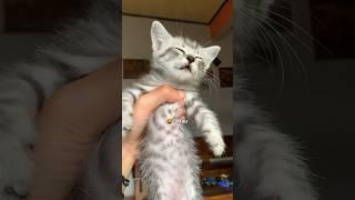 Ketika si Abu di ajak ngobrol #kucinglucu #kucing #kitten #kucingimut
