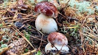 ГРИБНОЙ СЛОЙ! НАЧАЛО. БОРОВИКИ! Белые грибы