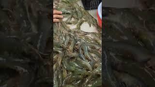 #友善養殖白蝦#嘉義義竹#蝦覓世界#一步一腳印#shorts