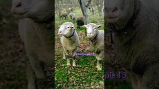 Breeder's #farming#sheep #cuteanimals#animal#merino #merinowool#sheeps#trandingreels#tranding #share