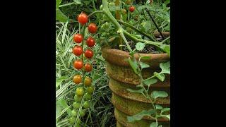 How to grow Tomatoes - a great beginner plant