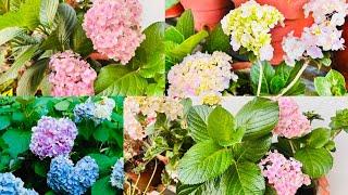 Hydrangea ಗಿಡವನ್ನು ಯಾವ ರೀತಿ ಬೆಳೆಯುವುದು ? ಹೂವಿನ season ಯಾವಾಗ? How to care Hydrangea plant?