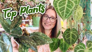 July Favorite Houseplants 2024 | Philodendron, Anthurium, Syngonium, and Hoya