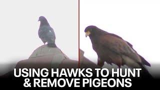 'Tony Hawk' helps remove pesky pigeons from Arizona homes