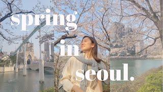 seoul vlog//브이로그  cherry blossoms, acting classes, living alone #koreavlog #livinginkorea #seoul