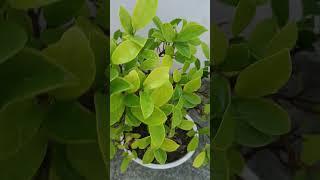 8 years old Informal upright panda ficus bonsai with new leaves
