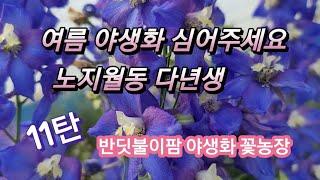 여름에 심는 노지월동 다년생 야생화