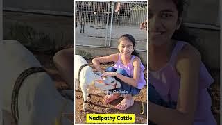 Nadipathy nano Cattle | 1 To 2 Feet Height | #youtube #miniature #pmmodi #sanatandharma #animals #yt