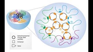 Extrachromosomal DNA: The New Frontier in Cancer Research