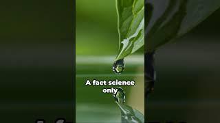 The Holy Quran's Astonishing Scientific Insight: Water