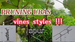 PRUNING UBAS | VINES POSSITIONING | STYLES | SPUR PRUNING #Tholits