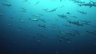 Huge School of Hammerhead Sharks || ViralHog