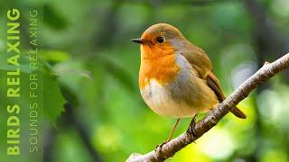 Bird Singing - Bird Sounds Relax the Mind, Heal Anxiety and Depression,  Improve Heart