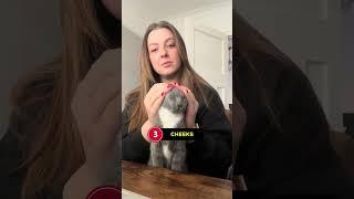 The Science of Cat Cuddles ️