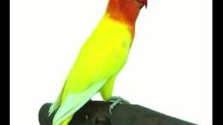 MASTERAN LOVEBIRD JUARA NASIONAL