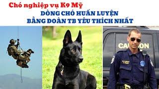 Dòng Chó Huấn Luyện Mà Bằng Đoàn TB Yêu Thích Nhất / Huấn Luyện Chó / Bằng Đoàn TB