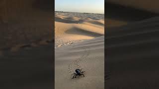 Tiny Footprints in the Golden Dunes: A Desert Sunset Odyssey   #wildlife #sunset #nature #travel