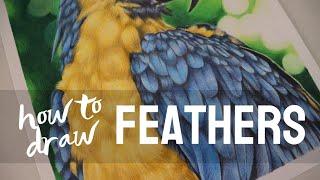 HOW TO DRAW FEATHERS WITH COLORED PENCILS