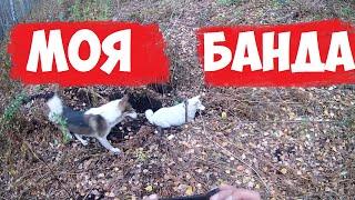 СИБИРСКАЯ ТАЙГА охота с лайками