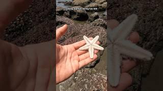 Small acts, big impact: Saving starfish during low tide  #shorts