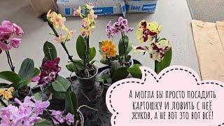 Unpacking the orchids that suddenly fell on me on the Reptilium. More phalaenopsis!