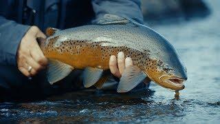 VIP TROUT PROGRAM | Fly Fishing for Huge Brown Trout in Russian Tundra