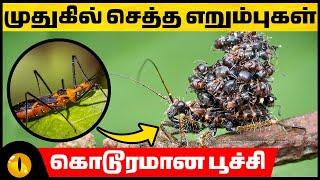 கொடூரமாக கொல்லும் நாவாய்ப்பூச்சி | Interesting Facts about Assassin Bugs | Animaltube Tamil