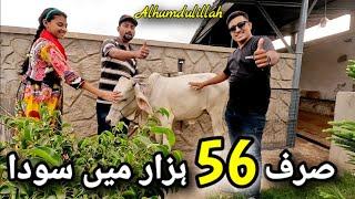 Sirf 56 Hazar me Soda Hogya | Amir Bhai Ka Janwar | @Shah_Times Chalo Phir