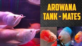 Best Tank Mates For Arowana Tank || How To Add New Fish At Arowana Tank || Dial 9836-515451