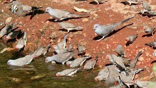 Diamond doves in wild