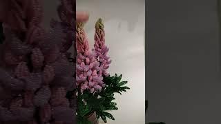Люпины