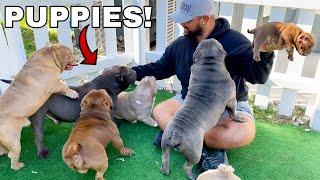 Picking Out My First Dog from Exotic Bully Puppy Farm! *CUTE*