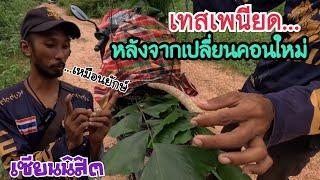 เทสเพนียดนกเขาใหญ่…หลังจากเปลี่ยนคอนใหม่