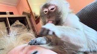 Abby Louise ASMR Best Monkey Grooming