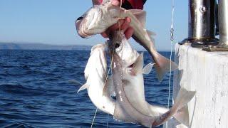 Fishing Haddock & Cod, Things to do Aberdeenshire Scotland