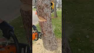 First attempt at a Mortise and Tenon felling cut (spruce tree) (tongue and groove)