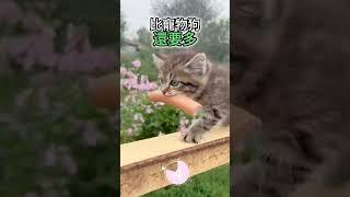 五個 你不知道的動物冷知識2023#科普 #知識 #可愛動物 #tiktok