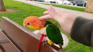 Take my caique parrot  out for a walk