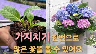수국 가지치기의 중요성! 가지를 굵게 키우는 방법!