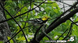 Endangered Birds Return to Cedar Hill | NBC DFW