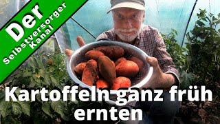 Eigene Kartoffeln ganz früh ernten