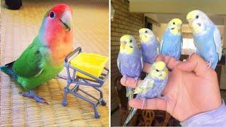 Smart And Funny Parrots Parrot Talking Videos Compilation (2024) - Cute Birds #63