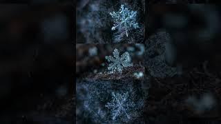 Frozen in Time: The Montana Snowflake that Made History #facts #short #snowflake