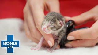 Fears Kittens Are Stuck In Birth Canal  | Bondi Vet