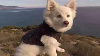 ZUMA BEACH WITH RIO