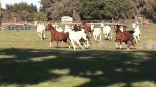 A Field of Arabians