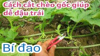 Kỹ thuật trồng bí đao: P13-Loại bỏ chèo gốc giúp bí đao dễ đậu trái, ít sâu bệnh- BÙI THANH NGOAN