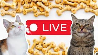 Indoor Playtime | ChipTheManx LIVE! #livestreamwithyoutube