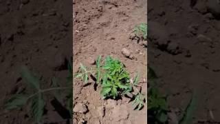 Витазим в поле на рассаде